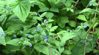 My Garden in Words - Bees and Green Alkanet 19 Jun 2013