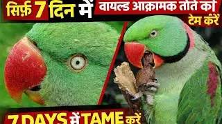 &ldquo;Aggressive Parrot Ko Sirf 7 Din Me Tame Kaise Kare? 🦜 100% Working Trick&rdquo; in Hindi / Urdu 