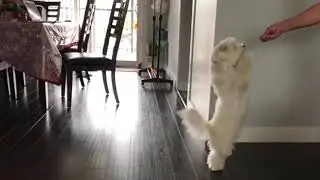 Havanese Dog tricks