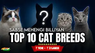 10 Expensive Cat Breeds | You Can Own in India | Price & Full Details | For Cat Lovers | @leo_lily0 