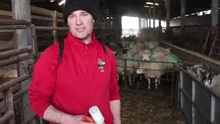 Vaccination Day with Farmer Nick! #Lambing19