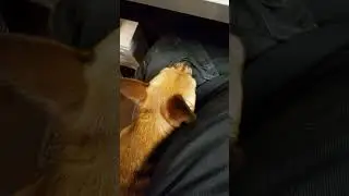#dog find something in my pocket. #animals    #oslo #viral
