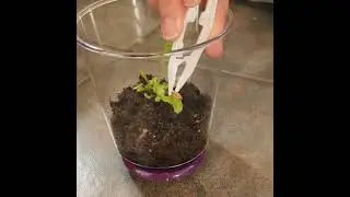 Feeding our Venus Fly Trap