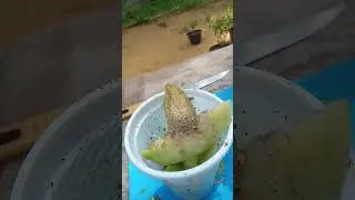 fruits cutting |ambarella| fruit style|wow❤😍😎