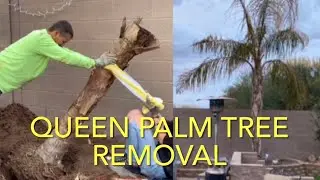 PALM TREE REMOVAL BY HAND NO BIG EQUIPMENT HOW WE REMOVED A 15FT TREE W/ROOT BALL LESS THAN 2 HOURS