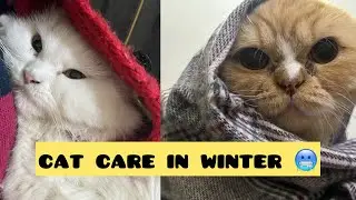 Winter cat care || How to keep Persian cat warm and healthy in winter