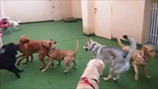 Asilo diurno per cani Happy Bau
