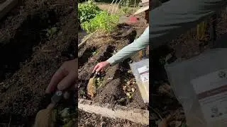 THIS IS EASY: USING KITCHEN SCRAPS IN THE GARDEN