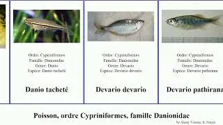 Poisson, ordre Cypriniformes, famille Danionidae fish bleu Devario Fuse z&egrave;bre Trigonopoma g&eacute;ant