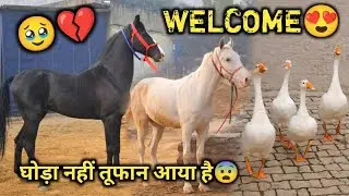 मुक्तसर मंडी Se Ghar आते Hi 😨बत्तखों ने घोड़ों का किया प्यार भरा WELCOME 💕🐎