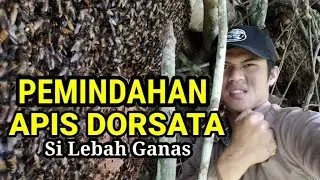 APIS DORSATA dimasukan ke KARUNG