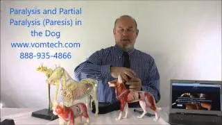Paralysis and Partial Parlysis Paresis in the Dog