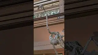 Ostrich skeleton (Redpath Museum) Montreal Canada