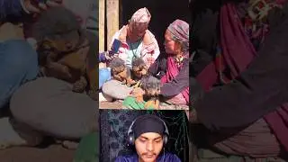 🤔 येउता Bachha  को मूल्य 5000 || Bhote kukur in nepal ||  Bhote kukr puppy price  #dog