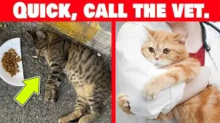 Cat Health Red Flags: Know When to Seek Emergency Care