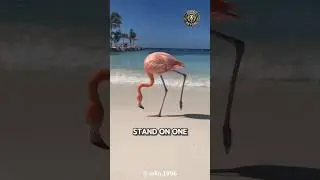 Real Reason Flamingos Stand on 1 Leg!
