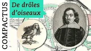 Harpies, griffons et p&eacute;licans [Compactus #2]