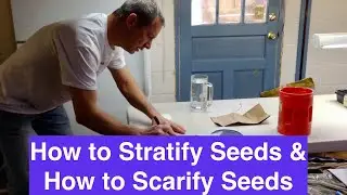 How to Stratify and Scarify Seeds