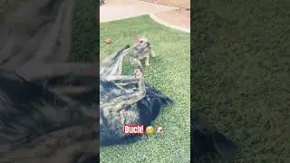 Swift kick to the head. Ouch! 🤕 🐶😂 Puppy play time! #dogs #pets #love