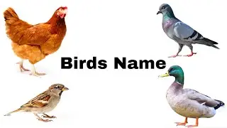 Birds Name | Learn birds name in English | Flashcards for kids | Learn Basic English |