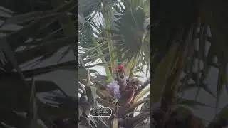 Making palm sugar from palm water 6 #cooking #food #foodie #creative