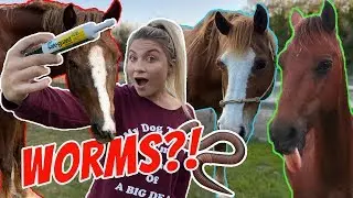 DE-WORMING ALL MY HORSES!