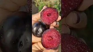 beautiful plum fruit cutting 🥰‼️#trending #shorts #viral #food #recipe #reels #farming #harvest