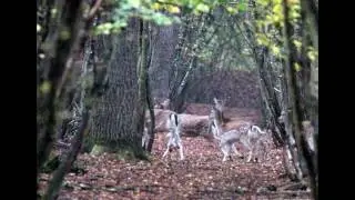 Chasse du daim en Alsace