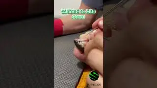 Malayan krait venom extractions #snakevenom #venomislife