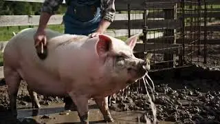Sell pigs- Income of farmers nearly 200 pigs #trending #animals #animation