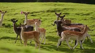 Staglands Wildlife Reserve (4K)