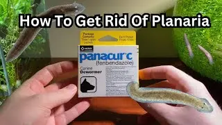 How To Get Rid Of Planaria In Your Fish Tank