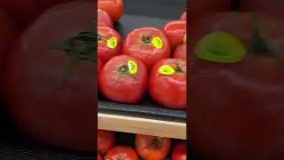 Tomato Price in Canada Today