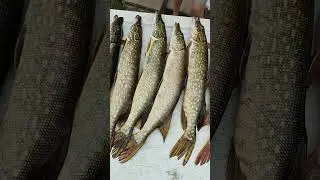 limited out on Northern Pike #jrproteam #outdoornews