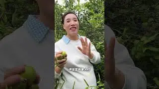 农村就是闲不住，又是一年一度摘山茶籽季节，我劳动我快乐 #我的乡村生活 #儿时味道 #新鲜采摘 #摘茶籽的乐趣