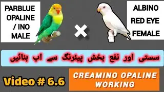 Parblue opaline split ino male into albino red eye female | pairing and result | creamino opaline
