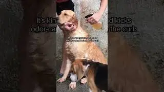 Try this hack for that wet dog smell! #dogcare