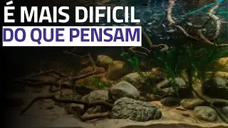 O Que um Aqu&aacute;rio Precisa Apara Ser Considerado de Bi&oacute;topo para Concurso