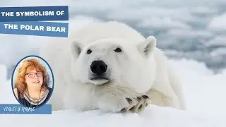 Polar Bear - Symbolism - Spirit Animal