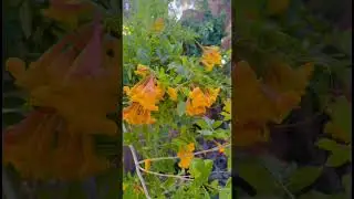 Las Vegas Garden
