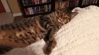 Fat cat and his heated blanket on Christmas