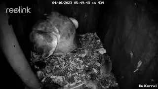 Lucy the Female Barn Owl Doing A Head Count #LucyAndSidBabies.  Owl Box C - 4/10/23 - 5:49 am