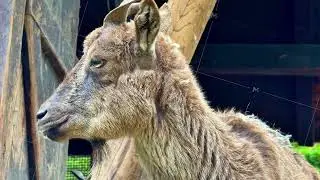 A Majestic Goat in Its Natural Habitat Captured Beautifully in CloseUp Photography