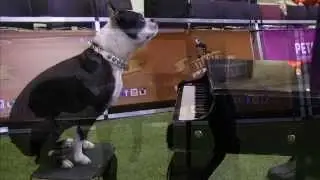Boston Terrier Plays Piano - Ultimutts