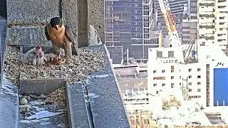 #falcon CAM3#42 mother birds brings food to feed her chicks in the nest, Falcon babies feeding