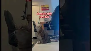 Scratch-eat-nap schedule #catlover #cat #funnycats