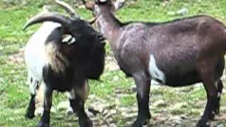 Mr and Mrs Goat having a domestic argument!