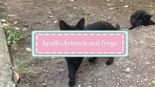 Apollo,Artemis and Freya