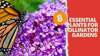 8 Plants to Create a Pollinator Paradise in Your Garden | 🌻🌻