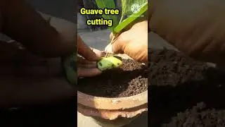 Grow Guave tree cutting on Aloe Vera #shorts #viral #shorts feeds #shorts video #Guave #yt #ytshorts